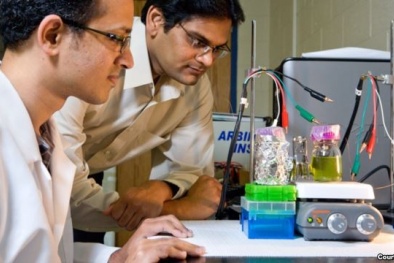 Nghiên cứu  sử dụng cây cối để sản xuất điện