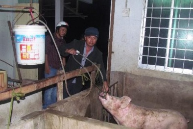 Bơm nước vào heo