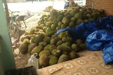 Hãi hùng công nghệ “ép” mít chín bằng hóa chất