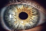 Phát triển được con mắt điện tử đầu tiên trên thế giới