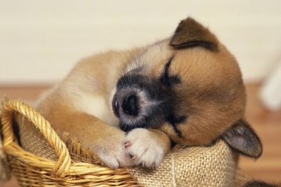 Buôn chó...xuyên biên giới