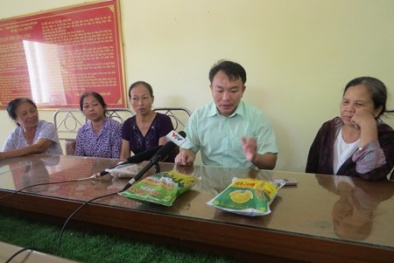 Lúa giống BC15 bị làm giả