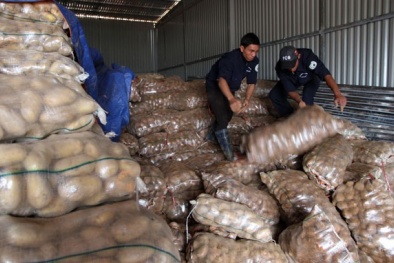 Khoai tây nhiễm độc