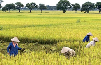 Lúa chín đầy đồng, không ai hỏi mua