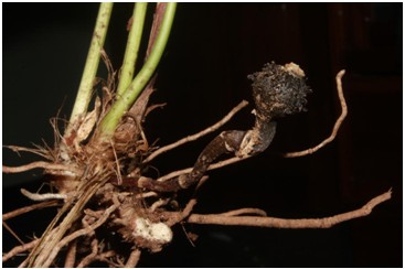 Việt Nam phát hiện loại cây mới