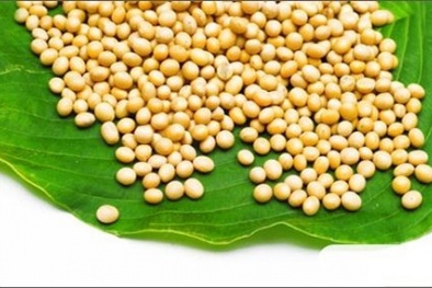 Thu hồi đậu tương nhiễm khuẩn