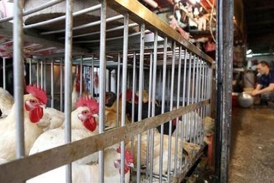 Xác nhận ca cúm H6N1 đầu tiên trên thế giới