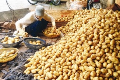 Khoai tây Trung Quốc độc được "ngụy trang" như nào?