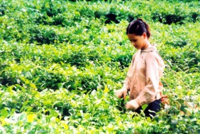 Xây dựng thương hiệu chè sạch