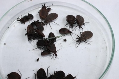 Hàng chục ổ bọ xít hút máu người tấn công Hà Nội