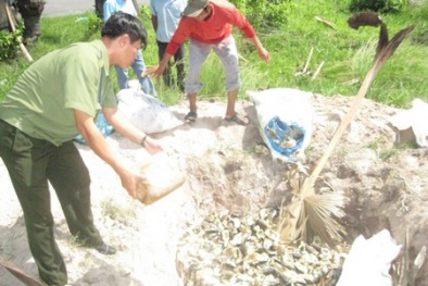 Tiêu hủy 1,3 tấn khô cá tra “bẩn”