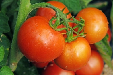 Uganda ra tiêu chuẩn về cà chua tươi