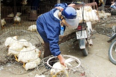 Gà nhập lậu trộn lẫn gà nội địa