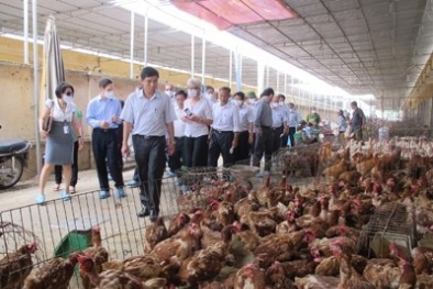 Quay vòng giấy kiểm dịch gia cầm kiếm lời