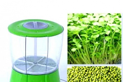 Lựa chọn, sử dụng máy trồng rau mầm giá đỗ không hóa chất