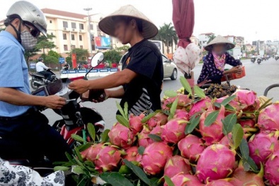 Xoài, măng cụt, thanh long Trung Quốc gắn mác hoa quả Việt