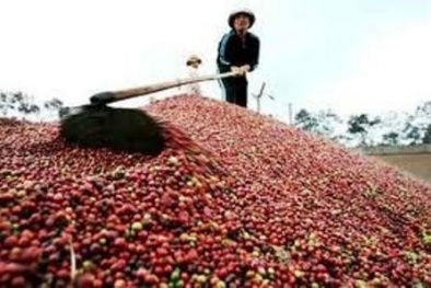 Doanh nghiệp chết vì làm ăn lớn