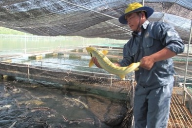 Nghi án Metro Hà Nội bán cá tầm Trung Quốc nhập lậu
