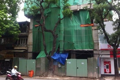 Xây nhà sai phép có thể bị phạt 1 tỷ đồng