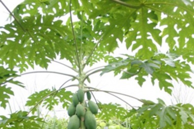 Nghiên cứu thành công đu đủ mới kháng bệnh, năng suất cao