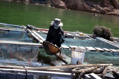 Toàn cảnh vụ tràn dầu vào các lồng nuôi hải sản tại Quy Nhơn