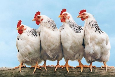 Ăn gà công nghiệp tốt hơn gà thả vườn?