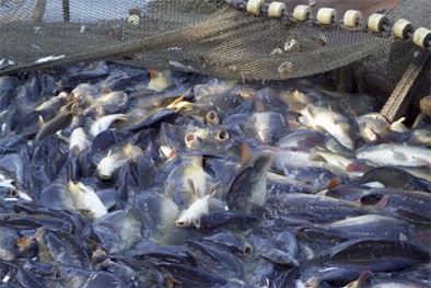 Bội thu cá nhờ áp dụng công nghệ mới