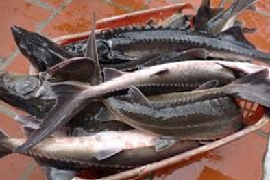 Bộ Công an vào cuộc điều tra cá Tầm đi máy bay