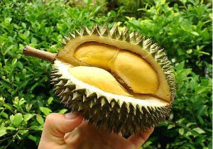 Đừng chết... vì sầu riêng