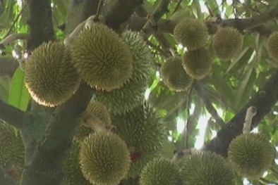 Thu tiền tỷ từ sầu riêng ra trái mùa