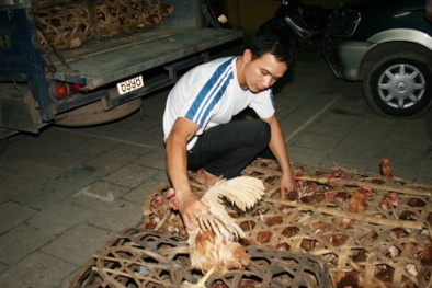 Mánh khóe gian thương buôn gia cầm lậu