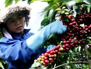 3.200 tỷ đồng cải tạo vườn cà phê Lâm Đồng