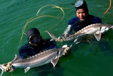 "Đầu nậu" Trung Quốc tiết lộ chuyện buôn cá Tầm