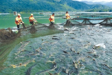 Buôn cá tầm lậu lãi siêu lợi nhuận