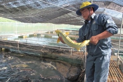 Hé lộ "ông trùm" cá Tầm lậu giữa thủ đô