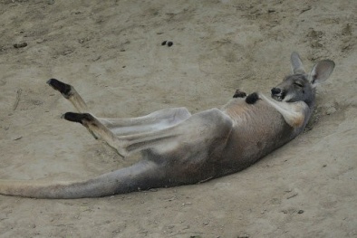 Nga cấm thịt Kangaroo Úc