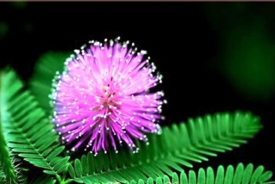 Chữa mất ngủ bằng cây cỏ quanh nhà