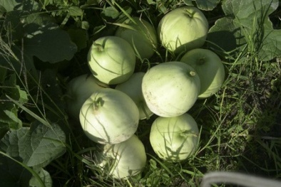 Lo lắng với rau quả nhiễm độc