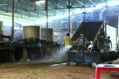 Thâm nhập lò sản xuất trà "siêu bẩn"