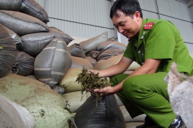 Nhiều sai phạm ở doanh nghiệp sản xuất "trà bẩn"