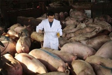 Trung Quốc phát hiện chất trụy tim trong thuốc thú y