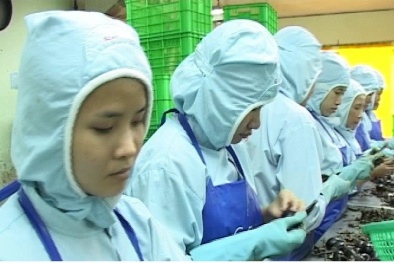 Doanh nghiệp chế biến: "Chết đói" trên vùng nguyên liệu!