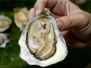 Thu hồi hàu Mỹ nghi nhiễm khuẩn