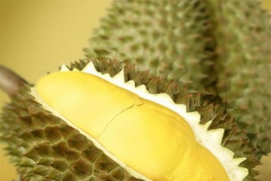 Nghìn tấn sầu riêng Khánh Sơn bị ép chín bằng hóa chất