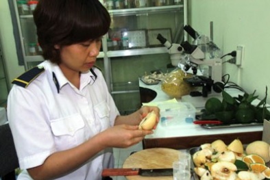 Hóa chất ép chín trái cây: Cơ quan quản lý bất lực?