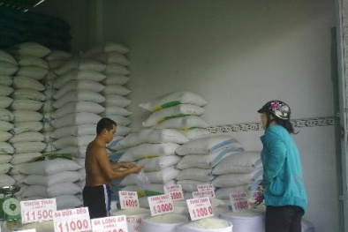 Cám cảnh gạo nội