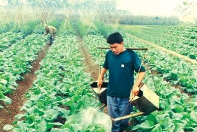 Mải mê trồng lúa, nông dân Việt Nam bỏ quên rau quả?