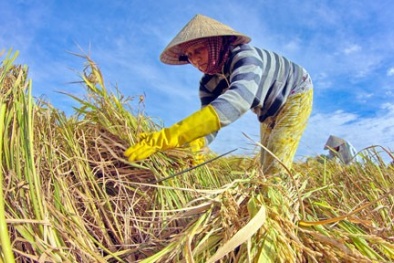 Làm sao để nông dân Việt Nam không bỏ ruộng?