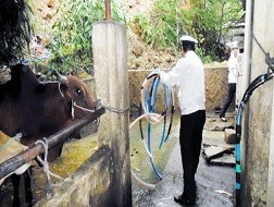 Bơm nước vào bò để thu lợi bất chính