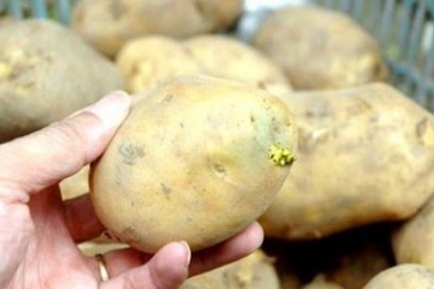 Mật cá trắm, khoai tây mọc mầm cực độc
